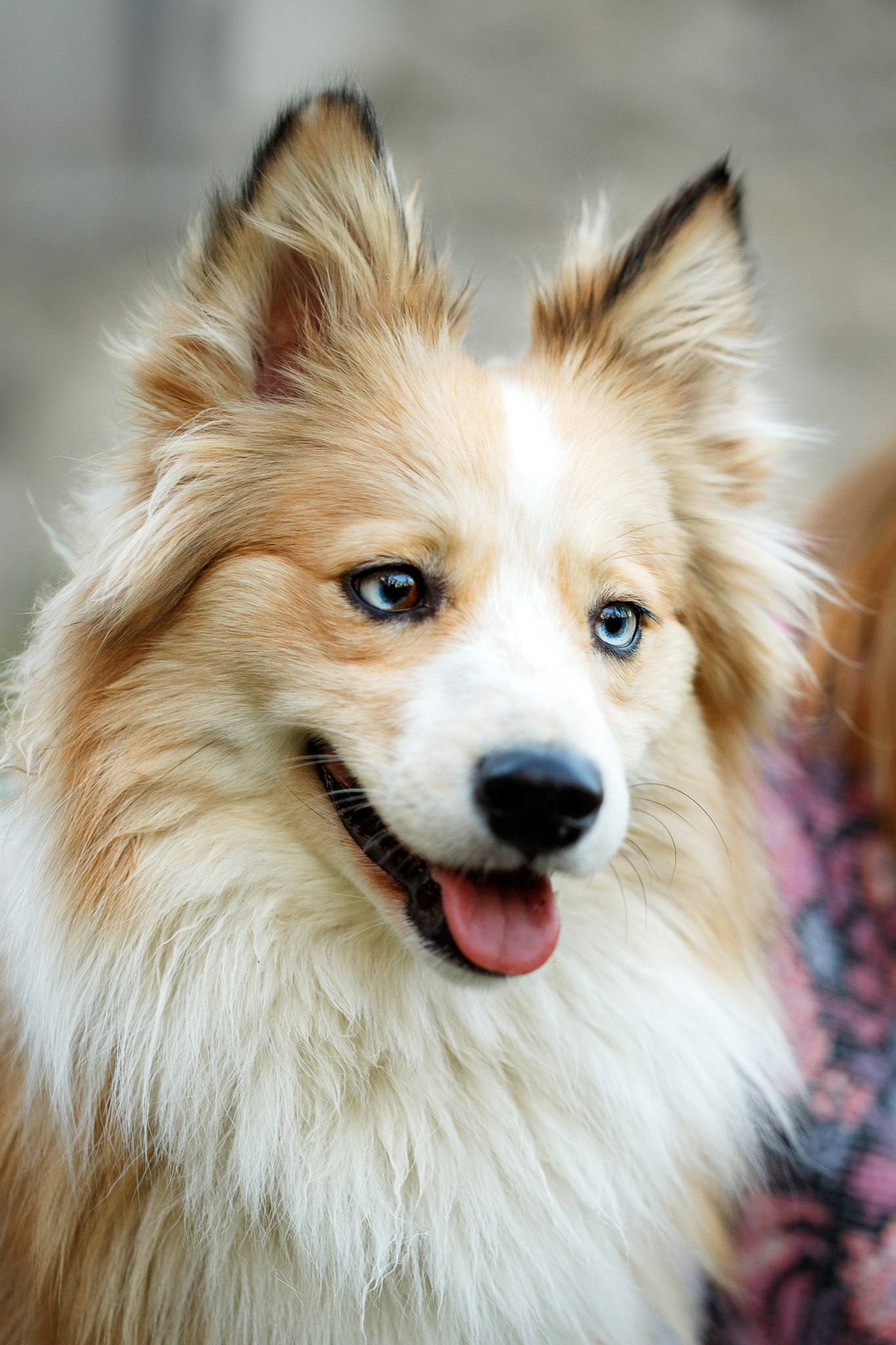chien